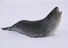 Gray seal