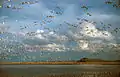 Ross's geese on a freshwater marsh