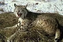 Bobcat