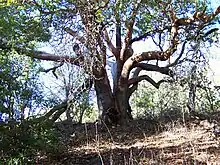 Tree with many large branches reaching in all directions