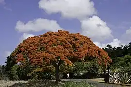 Flamboyán(Delonix regia)