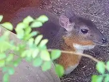 Small brown bovid behind foliage