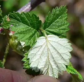 Leaves