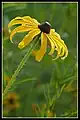 Rudbeckia hirta