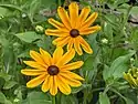 Rudbeckia hirta 'Indian Summer'