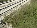 Ruderal community of Dittrichia viscosa growing on the railway-side gravel next to Petah Tikva-Sgula railway station, Israel.