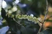 Rudraksha flowers