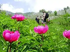 Paeonia officinalis