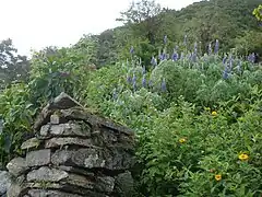 Ruins and flora