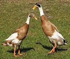 Indian Runner ducks stand upright, do not fly, and may produce over 300 eggs per year.