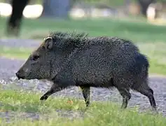 Running collared peccary