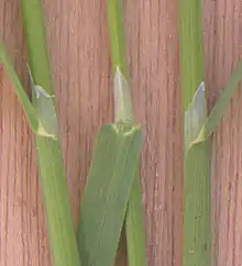 Leaves of Poa trivialis showing the ligules