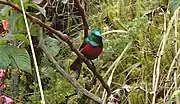 sunbird with green upperparts, brown wings, red and blue chest, and greyish-white underparts