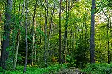 A dense forest, showing various sorts of tree and underbrush