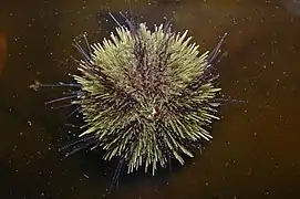 Green sea urchin