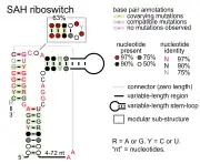 SAH riboswitch:  Secondary structure for the riboswitch marked up by sequence conservation. Family RF01057.