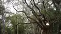 Some of the trees lining the pathways inside Bugle Rock park