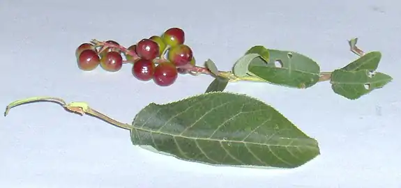 Leaf and drupes of plant in Saskatchewan