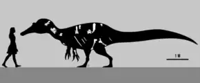 Fossil bone illustrations inside the black silhouette of a tall-spined spinosaurid, next to a walking human silhouette; the human is 1.8 metres tall, the dinosaur is 8 metres long