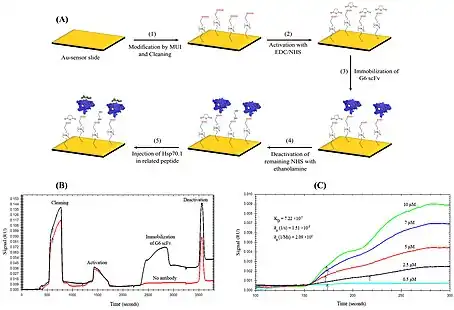 scFv: a single-chain variable fragment of an antibody