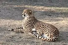 A captive cheetah resting on the ground