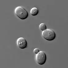 Microscopic view of five spherical structures; one of the spheres is considerably smaller than the rest and attached to one of the larger spheres