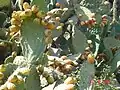 Many Sabra Cactus plants are now grown currently in this location