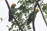 A green parrot with orange-yellow cheeks and nape, a maroon face and forehead, and white eye-spots