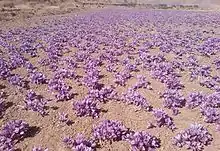 Photograph of field of saffron crocus growing in Iran