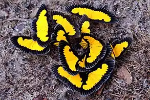 Mud-puddling, Cristalino River, Southern Amazon, Brazil