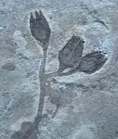 Adaptive radiation in the Cretaceous created many flowering plants, such as Sagaria in the Ranunculaceae.