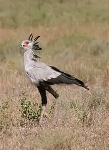 Secretary bird