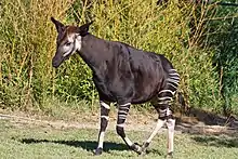 Brown, black, and white giraffid