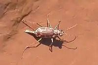 Cicindela nevadica lincolniana