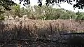 Flora of the salt marsh