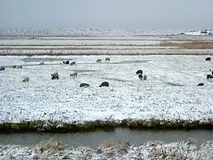 Salthouse marsh in winter