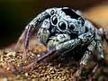 Jumping spider.