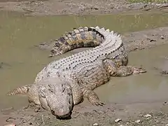 The saltwater crocodile