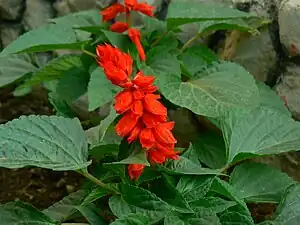 A salvia splendens Scarlet Sage