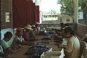 Women grading vanilla beans