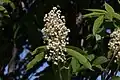 Inflorescence and foliage