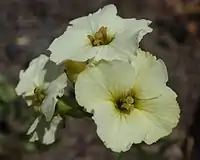 The San Francisco wallflower is a rare perennial plant found in dune habitats