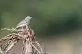 In Koshi Tappu Wildlife Reserve, Nepal