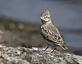 Sand Lark with crest raised at Jamnagar, Gujarat, India