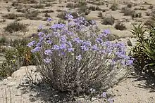 Santa Ana River woolly-star in a dry soil area without grass