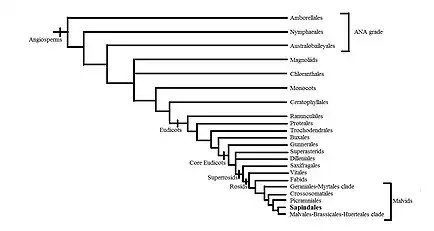 Sapindales phylogeny