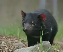 Tasmanian devil