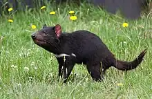 A Tasmanian devil