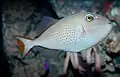 Adult sargassum triggerfish live around reefs and banks, but juveniles live around sargassum.