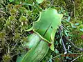 Purple pitcher plant